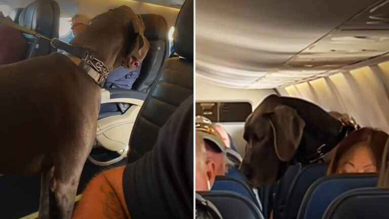 Passengers Stunned as Traveler Brings Enormous Great Dane Onto Plane