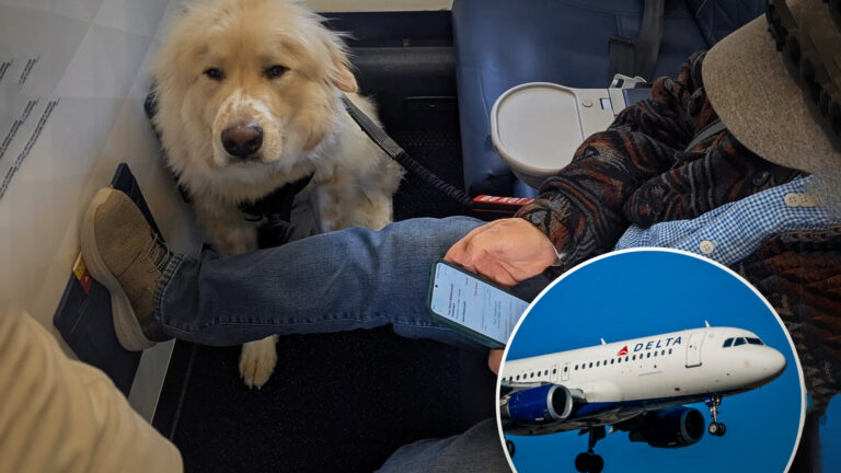 Delta Passenger Claims to Lose First-Class Seat to a Dog