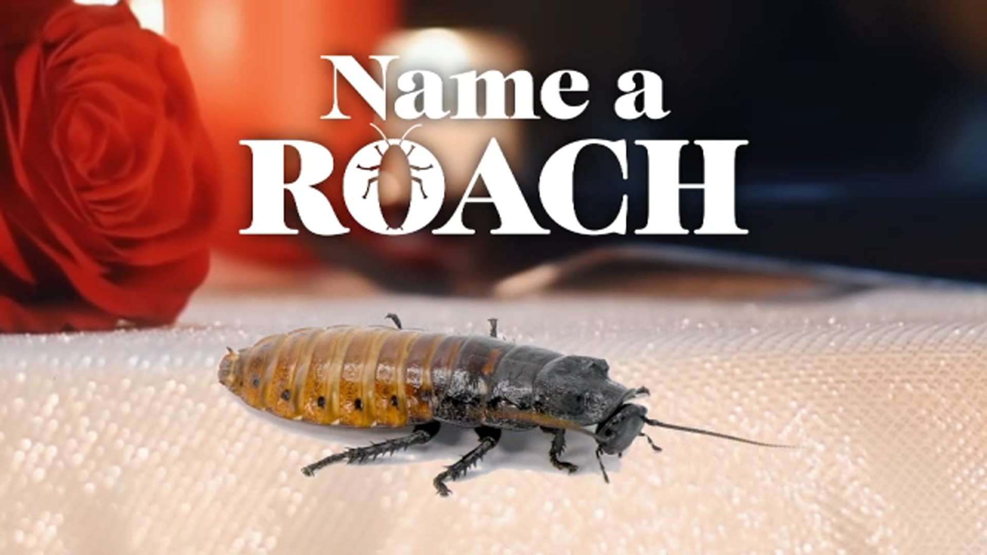 cockroach