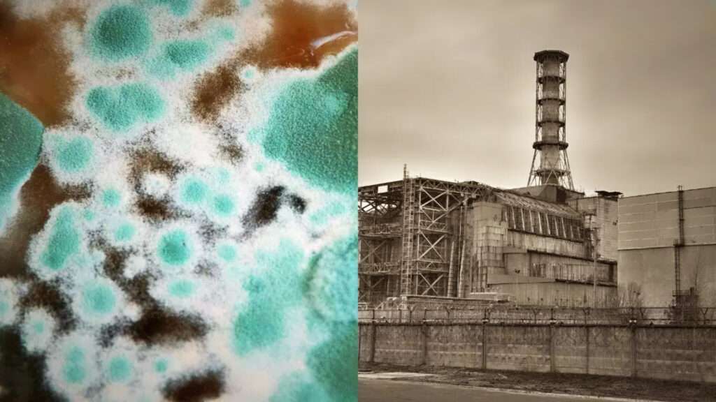 Fungus in Chernobyl nuclear 000