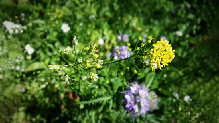 Pioneering Phytomining: How UMass Scientists Are Turning Plants into Green Miners to Drive the Clean Economy