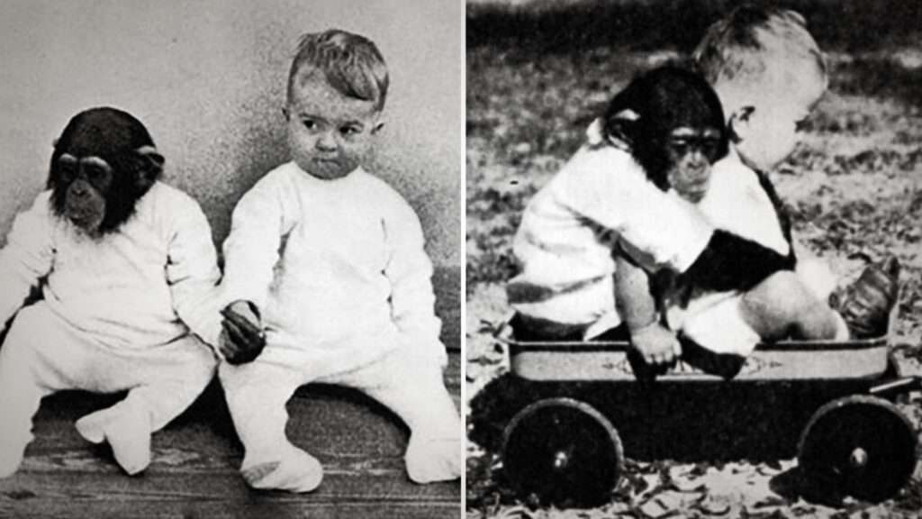 SON TO GROW UP WITH CHIMPANZEE