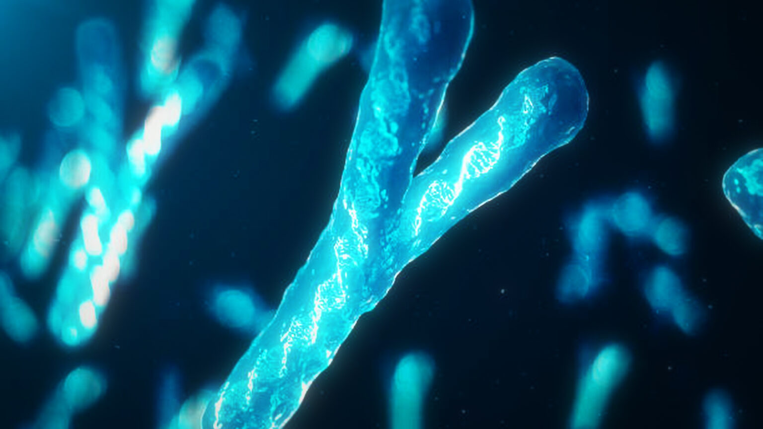 THE Y CHROMOSOME IS VANISHING 000