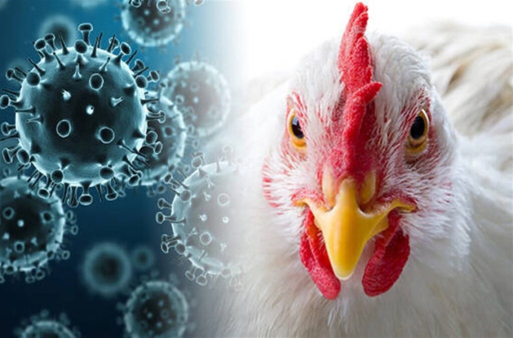 Bird Flu