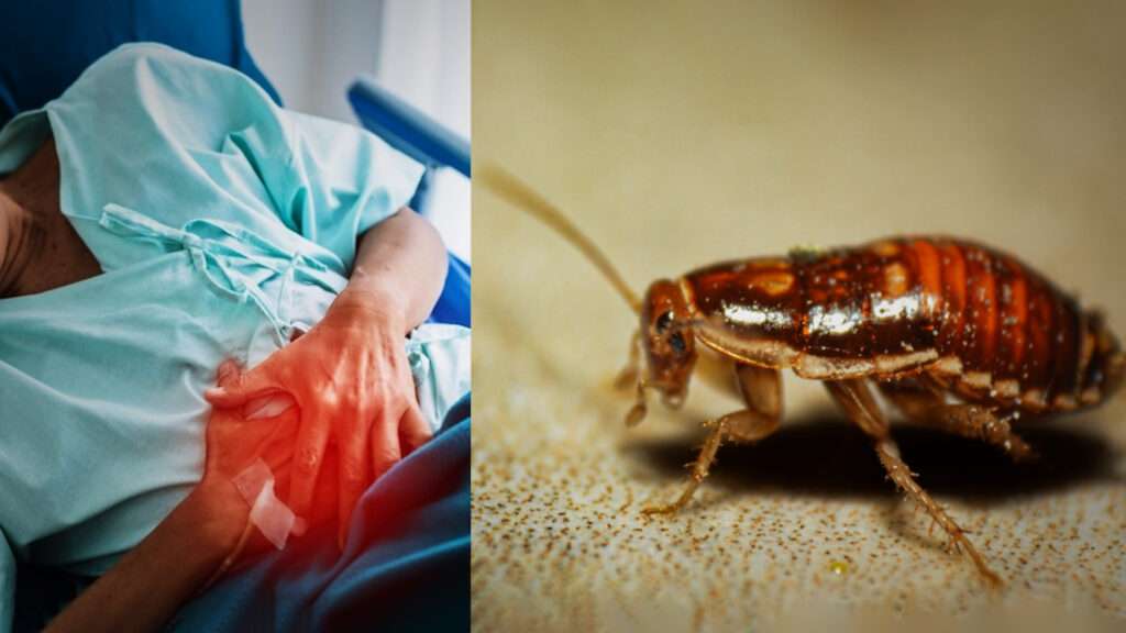 live three centimeter cockroach in his intestines