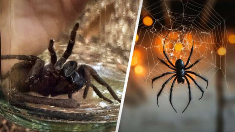 Why You Should Never Kill a Spider in Your Home: The Surprising Truth About These Tiny, Misunderstood Creatures