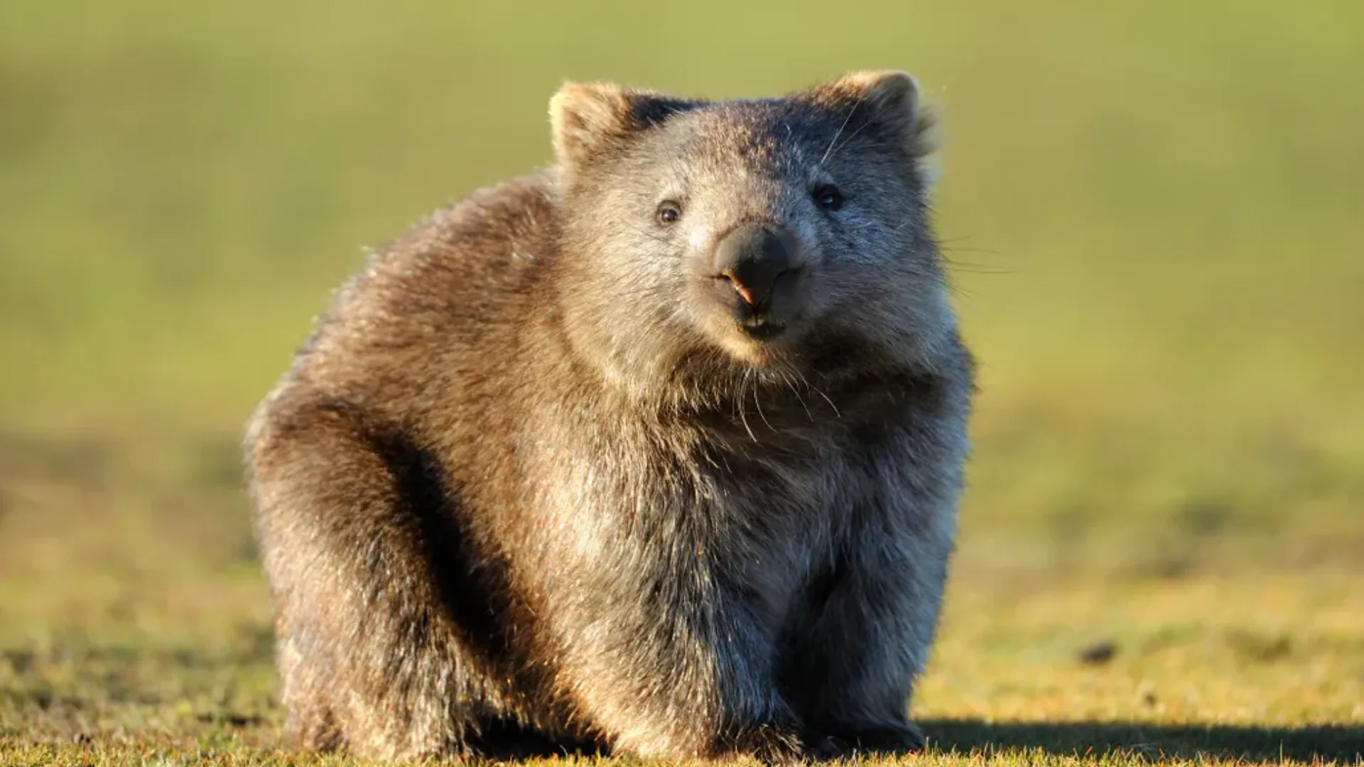 Wombat