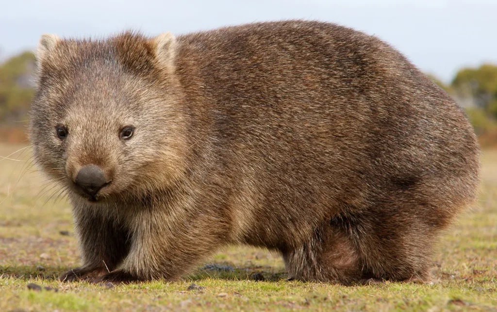 Wombat