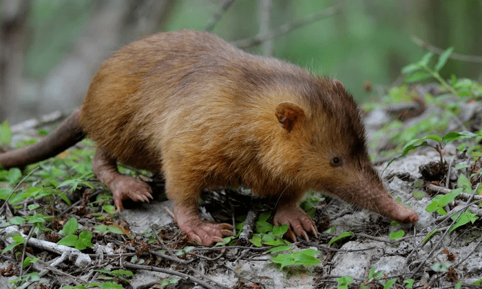 Cuban Solenodon