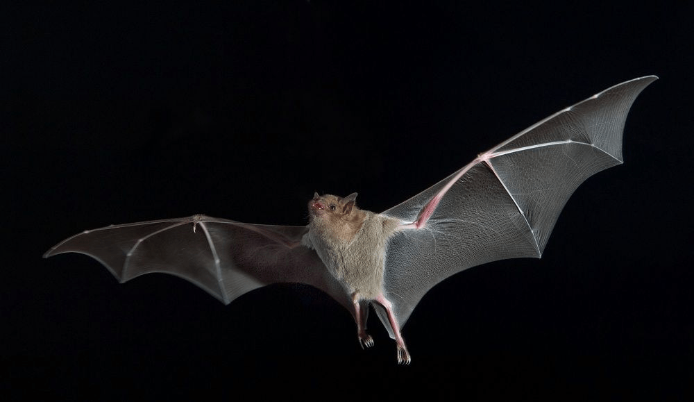 bat