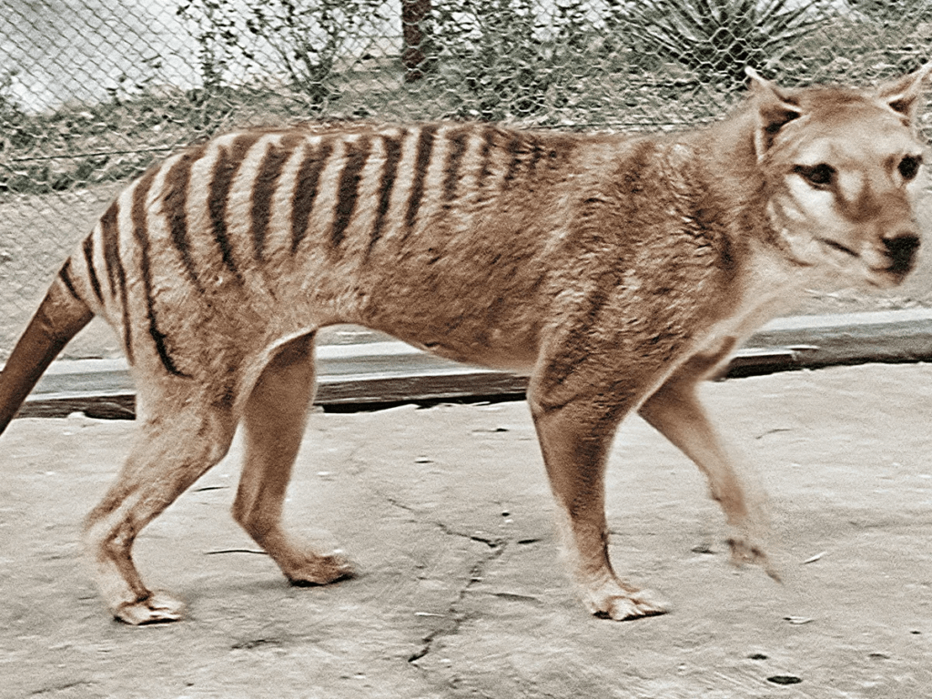  Tasmanian Tiger