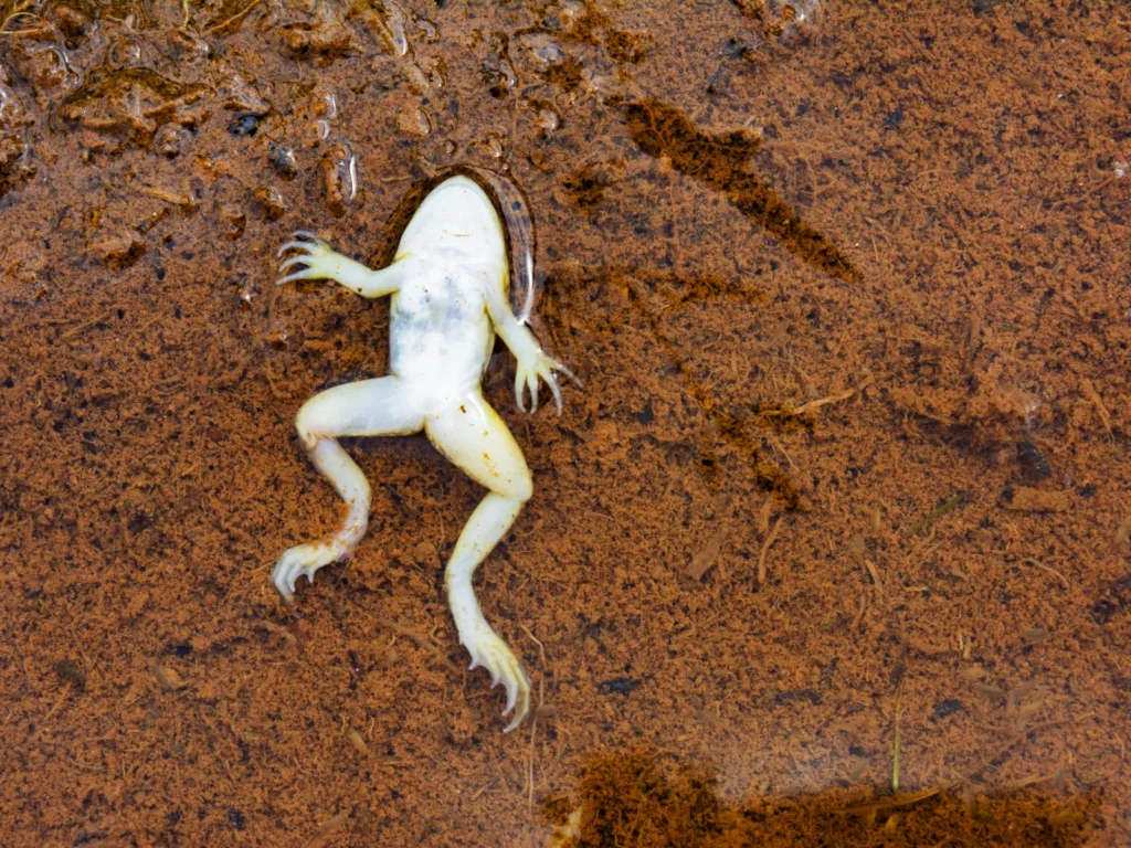 Female Frogs Fake Their Own Deaths