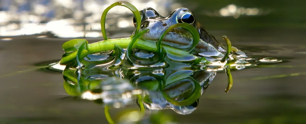 frog