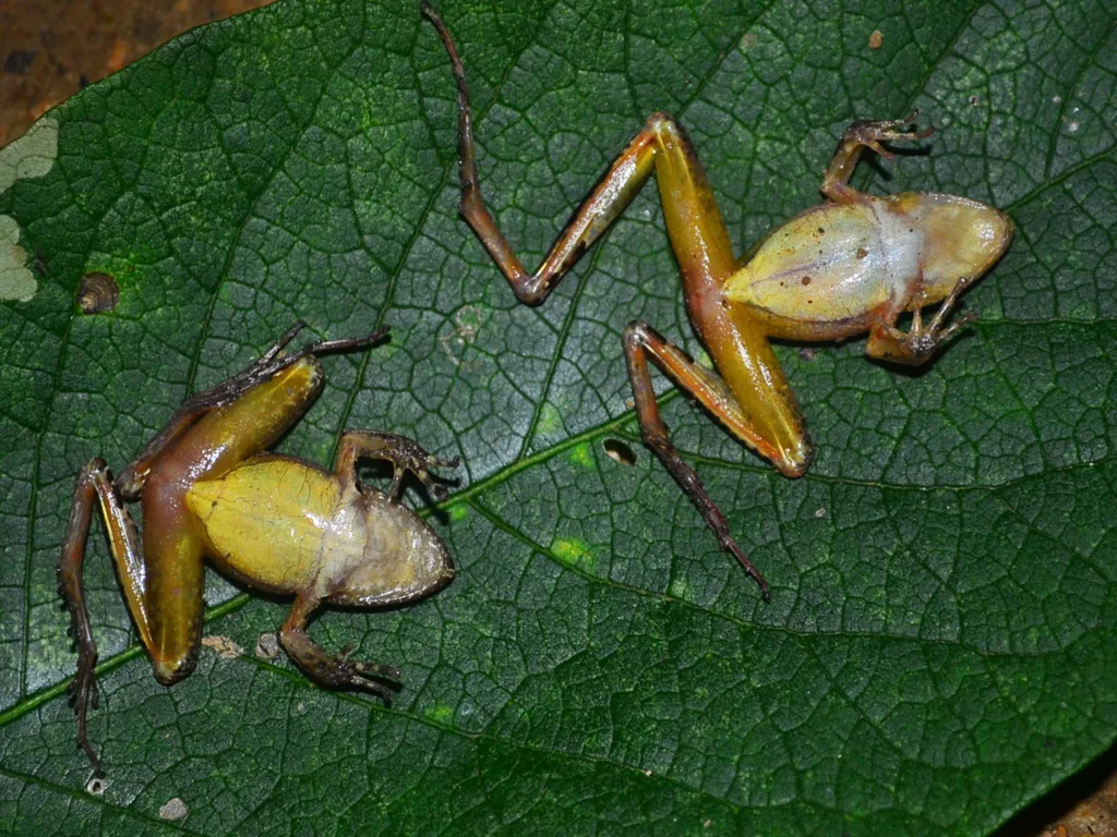 Female Frogs Fake Their Own Deaths