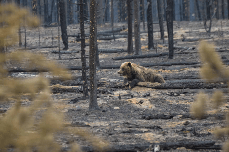 How Wildlife Manages to Survive After Wildfires