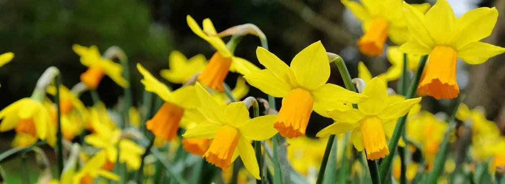 daffodils