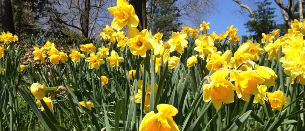 yellow daffodils