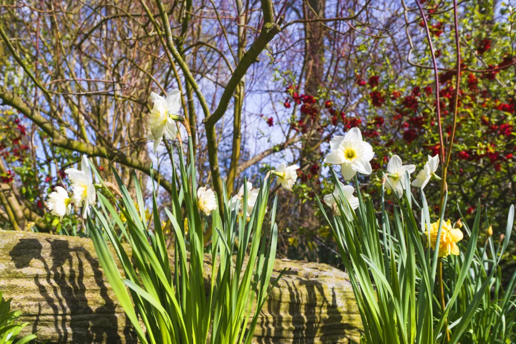 white daffodils