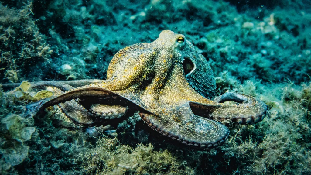 001 PET OCTOPUS FOR NINE YEAR OLD Son 000