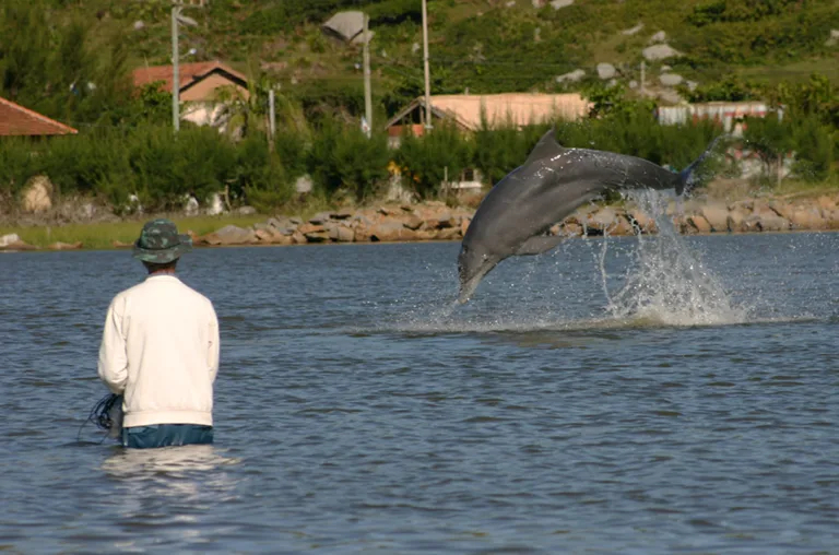 DOLPHINS